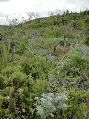 Erucastrum strigosum