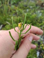 Erucastrum strigosum