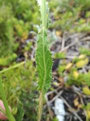 Erucastrum strigosum