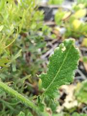 Erucastrum strigosum