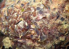 Vulsella