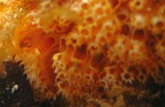 Aplidium benhami