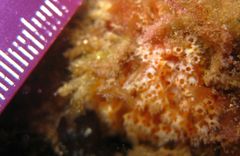 Aplidium benhami