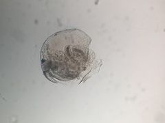 Chydoridae