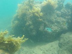 Abudefduf sparoides