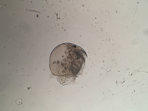 Rak obtusus