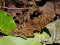 Euryphura chalcis chalcis