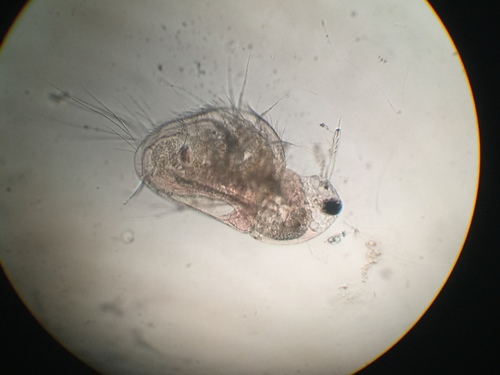 Moinidae