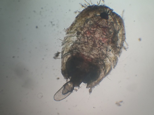 Porcellidiidae