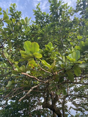 Terminalia catappa observed 2024-01-30