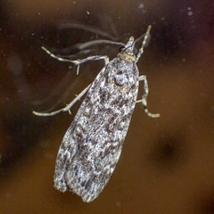 Scoparia syntaracta