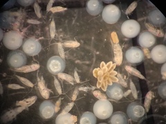 Pseudodiaptomus