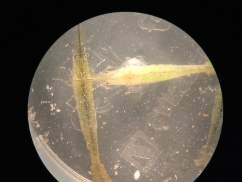 Latreutes pymoeus