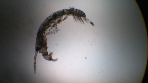 Tanaidacea