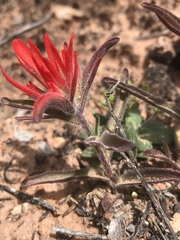 Castilleja scabrida scabrida