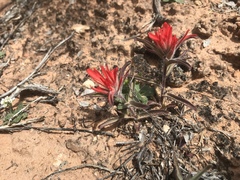 Castilleja scabrida scabrida