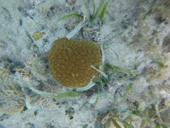 Dichocoenia stokesii