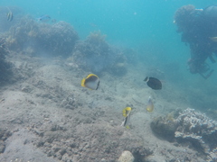 Chaetodon leucopleura