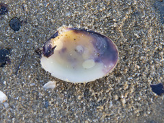 Katelysia rhytiphora