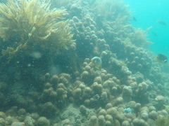 Chaetodon trifasciatus