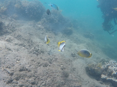 Chaetodon trifasciatus
