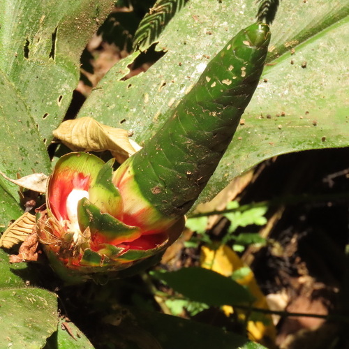 Costus malortieanus