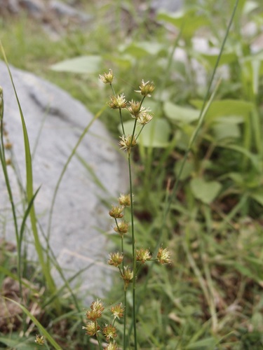 Image of Juncus saximontanus by (c) Sue Carnahan, some rights reserved (CC BY)