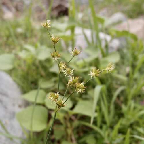 Image of Juncus saximontanus by (c) Sue Carnahan, some rights reserved (CC BY)