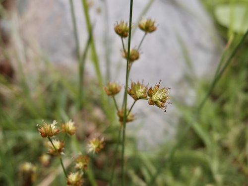 Image of Juncus saximontanus by (c) Sue Carnahan, some rights reserved (CC BY)