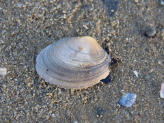 Katelysia rhytiphora