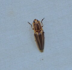 Semiotus ligneus image