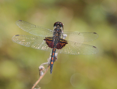 Celithemis ornata