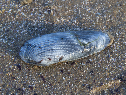 Barnea australasiae