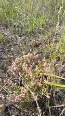 Erica similis