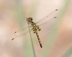 Celithemis ornata