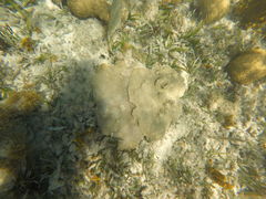 Pseudodiploria clivosa