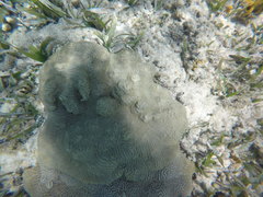 Pseudodiploria clivosa