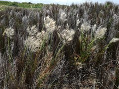 Pentameris heptameris