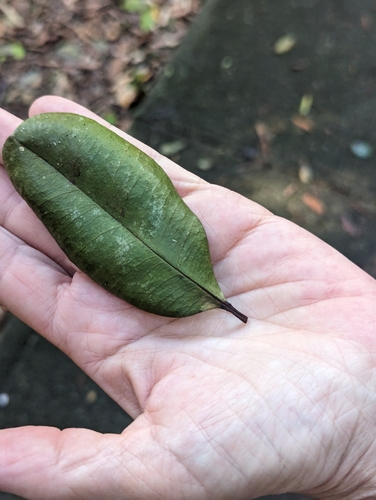 Image of Pimenta racemosa by (c) Tom and T Herman, some rights reserved (CC BY)
