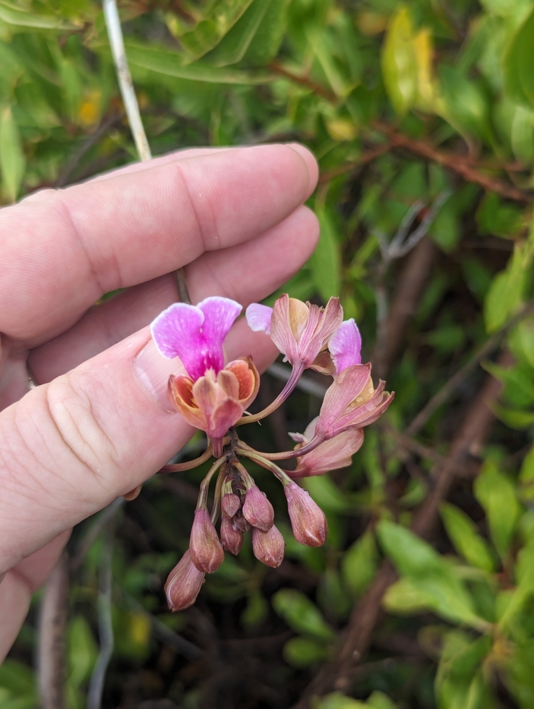 Psychilis macconnelliae