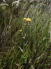 Helichrysum versicolor