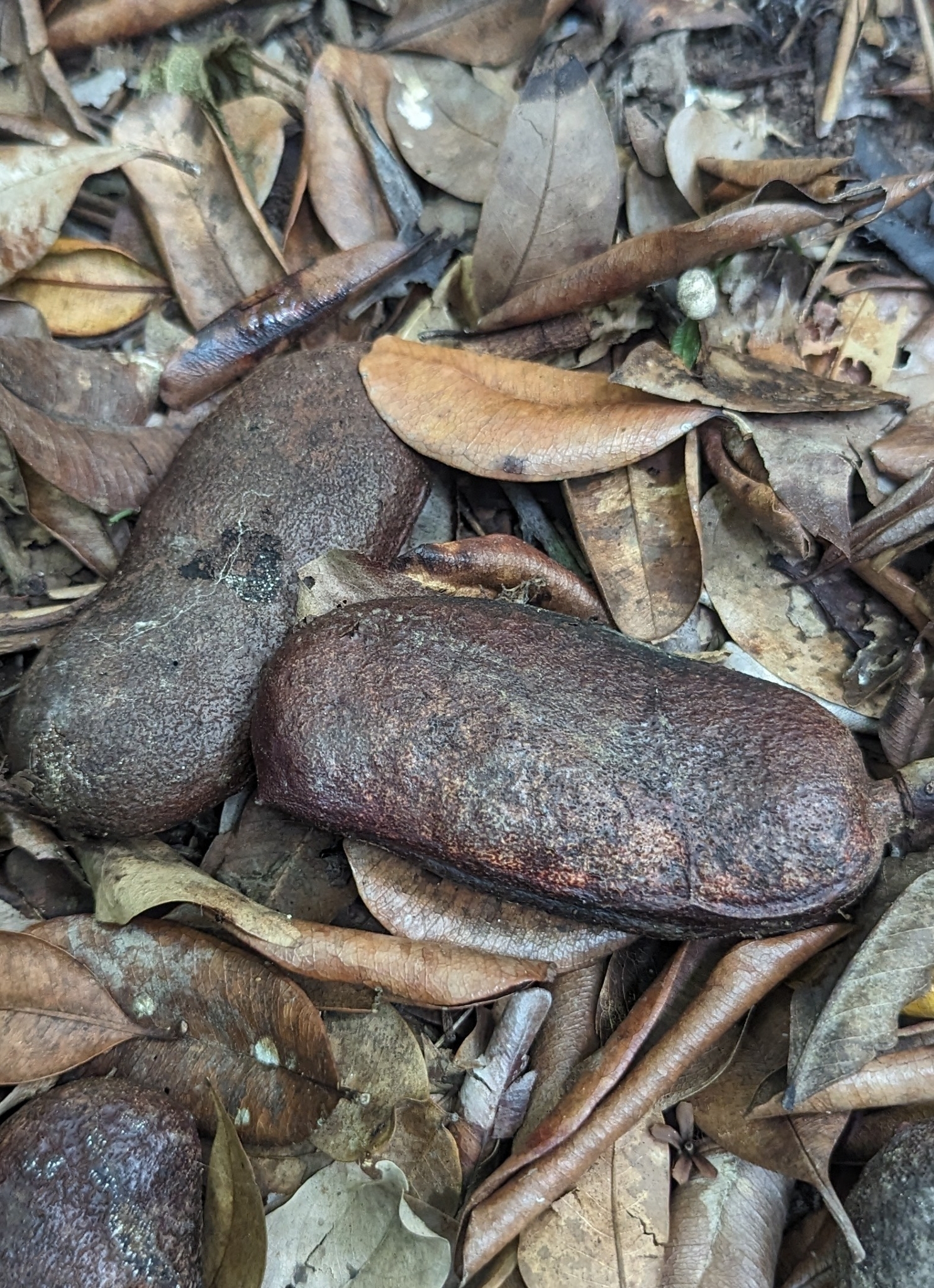 Imagem de Jatobá
