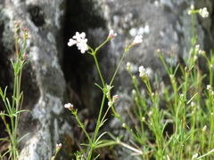 Asperula tephrocarpa