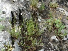 Asperula tephrocarpa
