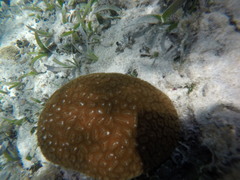 Dichocoenia stokesii