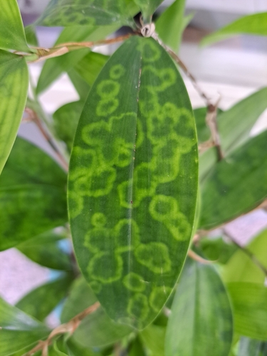 Foto de Pleomele