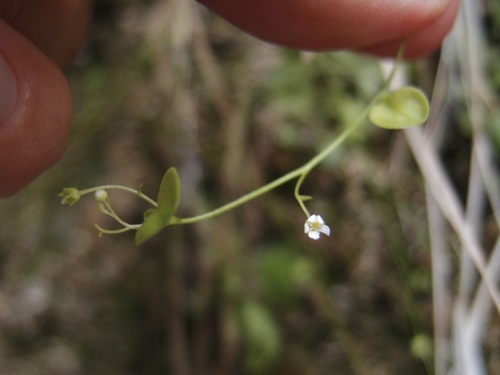 Chiricahua Mountain brookweed (Samolus vagans)