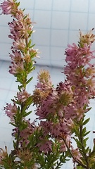 Erica similis