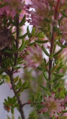 Erica similis