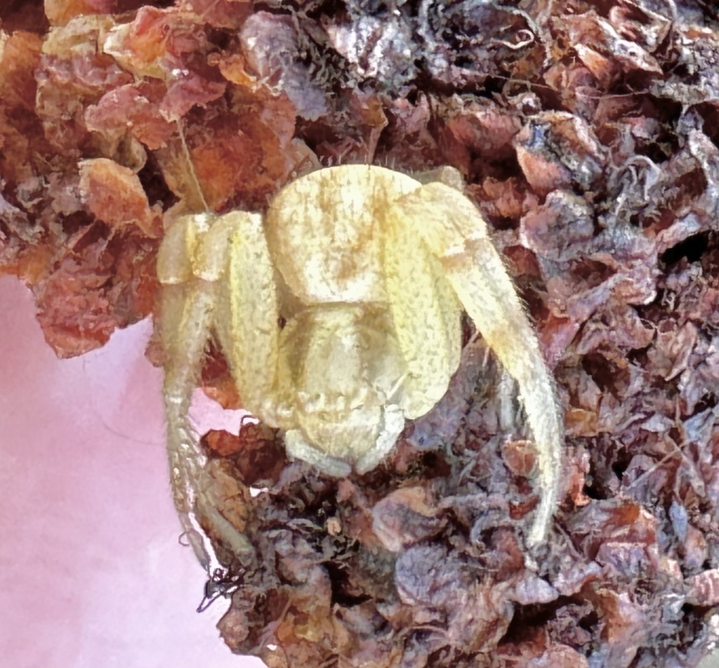 Mecaphesa from Mission Trails Regional Park, San Diego, CA, US on